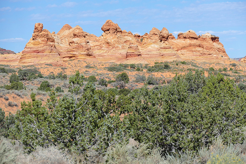 Cottonwood Cove and Teepees [Coyote Buttes South Unit]