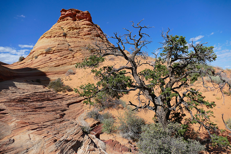 Cottonwood Cove and Teepees [Coyote Buttes South Unit]