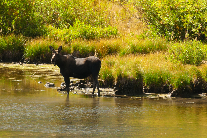 Green River Lakes to Twin Lakes [Bridger National Forest]