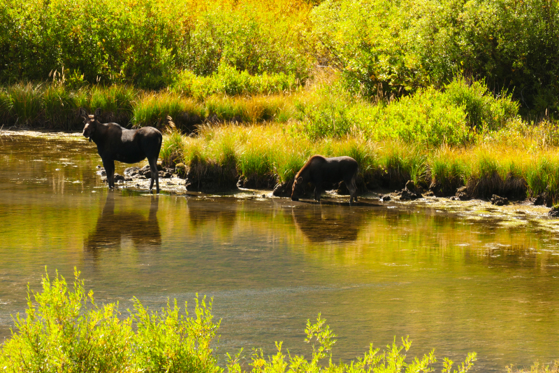 Green River Lakes to Twin Lakes [Bridger National Forest]