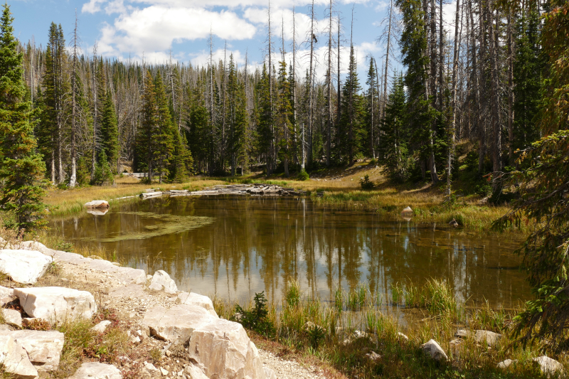 Silver Lake [Medicine Bow National Forest]