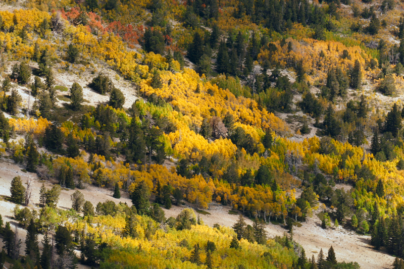 Wheeler Peak [Great Basin National Park]