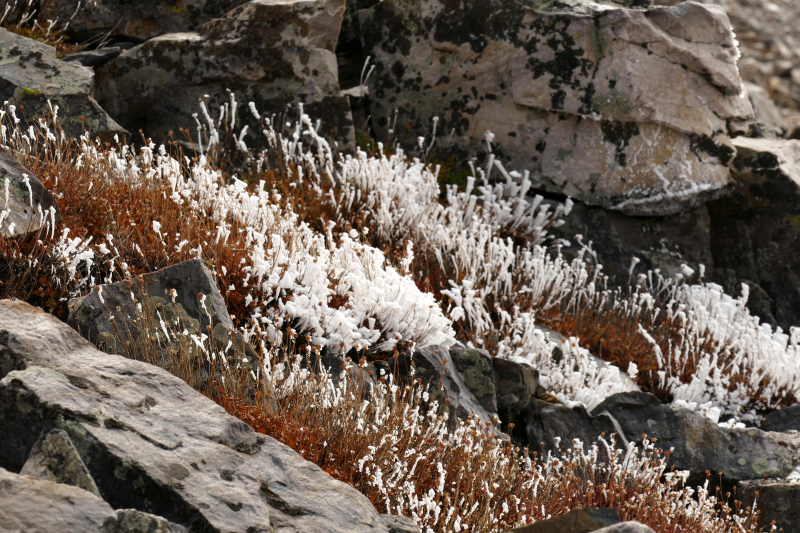 Wheeler Peak [Great Basin National Park]