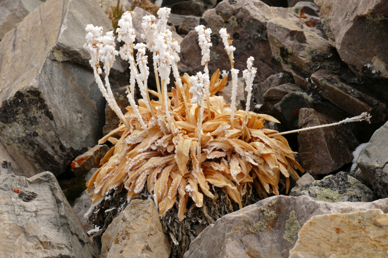 Wheeler Peak [Great Basin National Park]